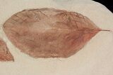 Two, Large Fossil Leaves (Cyclocarya & Dyrana) #92604-2